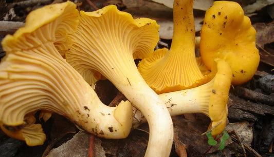 Chanterelle – "Gorsko zlato"